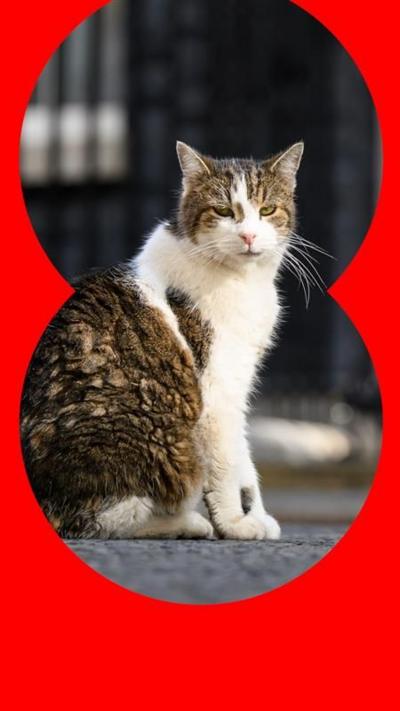 Larry the cat at Downing Street.