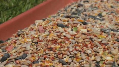 Bird-seed-in-a-long-tub