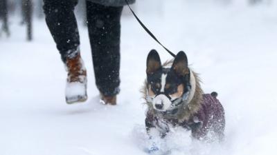 North America has been experiencing a record-breaking freeze in the last week and some animals have been coping better than others.