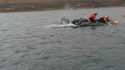 Rescuers free a humpback whale