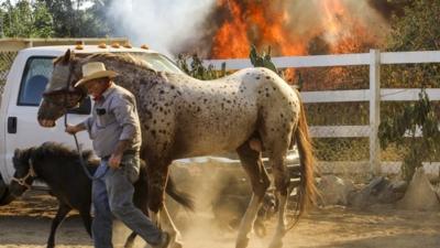 Man with horses