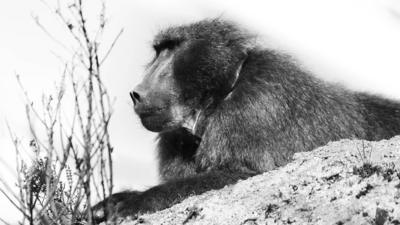 Baboon