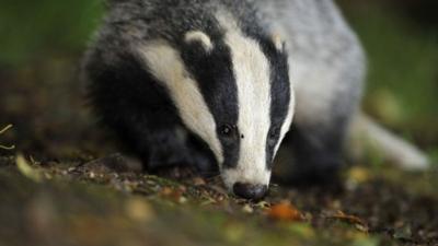 Badger