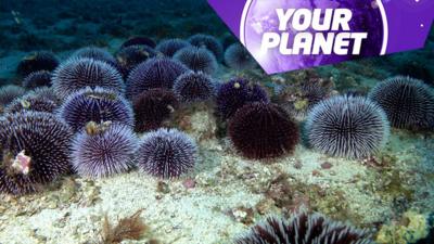 Spiky sea creatures and the Your Planet logo