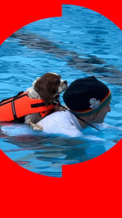 Woman swims in a swimming pool, with her dog on her back, the dog is wearing an orange life jacket