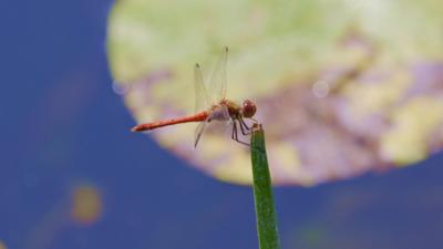 Dragonfly