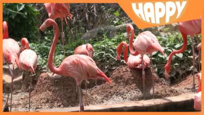 Pink flamingos and the Happy News logo