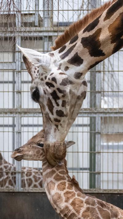 A baby giraffe with its mother