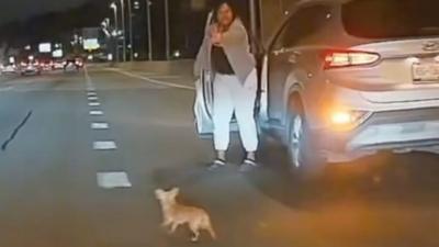 Driver steps out of vehicle to catch chihuahua