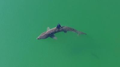 Shark swimming in green water