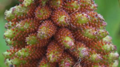 Gunnera