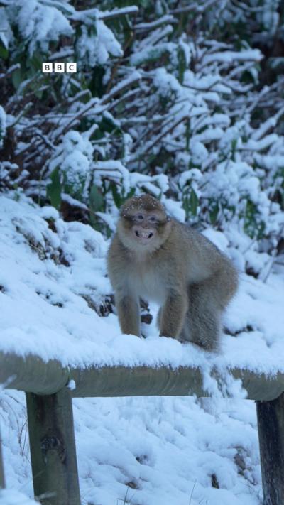 a monkey playing in the snow