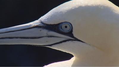Gannet