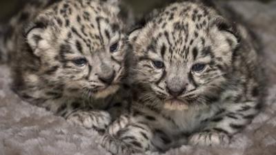 Snow leopard cubs