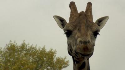 Rothschild's giraffe - one of the most endangered giraffe subspecies - at Chester Zoo