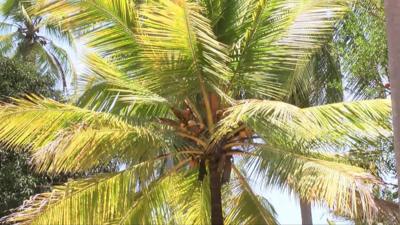 Coconut tree