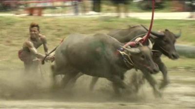 Buffalo race in Thailand