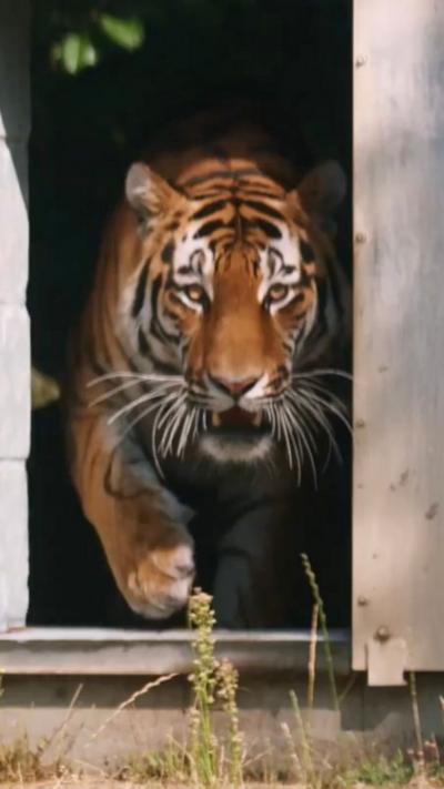 Amur tiger walks towards the camera