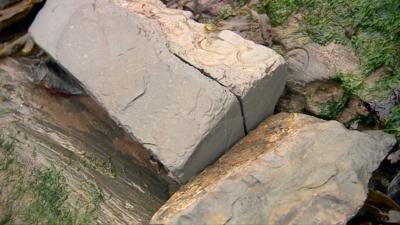 Geologists want people to be more responsible when picking up ammonites on a Somerset beach