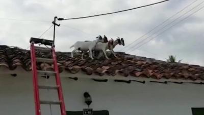 Goats stuck on a roof