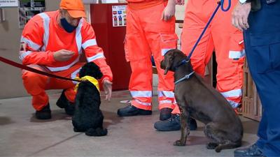 Dogs and prisoners