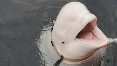 Beluga whale