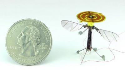 Winged insect (c) AAAS