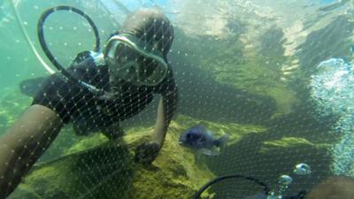 Underwater, Lake Malawi