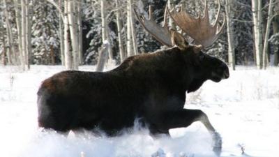 A Moose in the winter