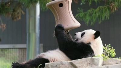 Panda Mei Xiang playing with a toy