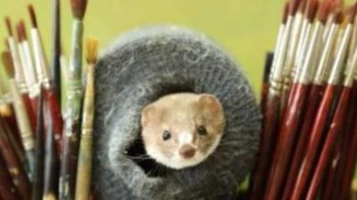 Weasel