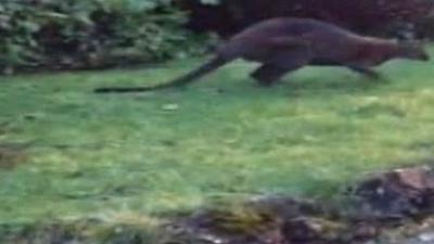 Wallaby in garden