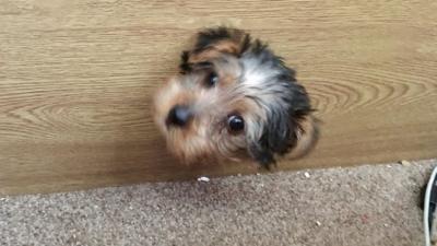 Dog stuck in TV cabinet