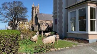 goats-outside-house.