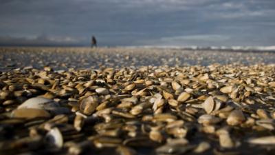 Shellfish cover the beach in Cucao, on Chiloe Island, Chile, 9th May 2016.