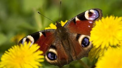 A peacock butterfly (stock image)