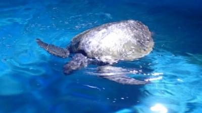 Anglesey Sea Zoo image of an Olive Ridley turtle