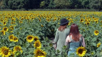 Becketts Farm sunflowers