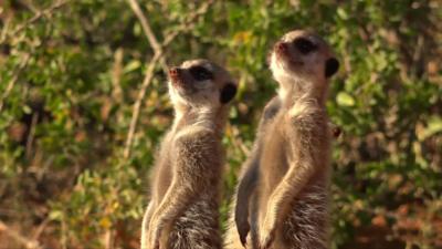 Meerkats