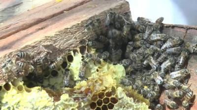 Zambia honey farm