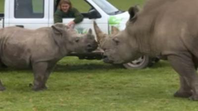 Baby rhino reunited with dad