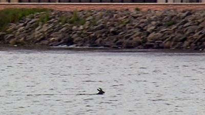 Deer swimming in River Ness