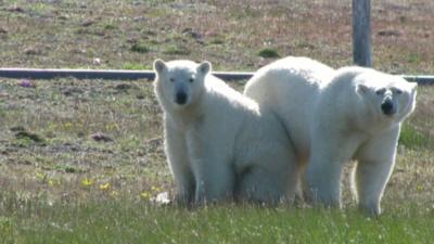 Polar bears