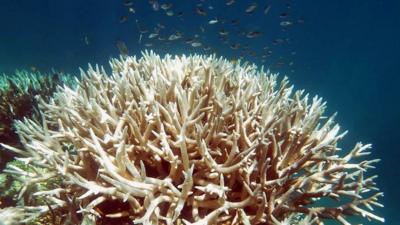 Great Barrier Reef