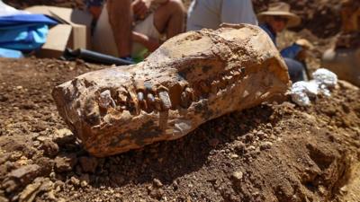 Plesiosaur skull