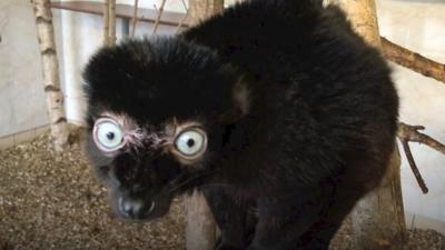 Lemur