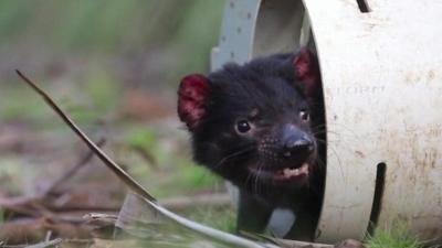 Tasmanian devil.