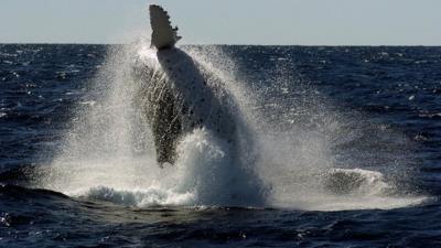 An adult humpback whale in the shallows off Morteton Island in Queensland, Australia, 7 July 2005