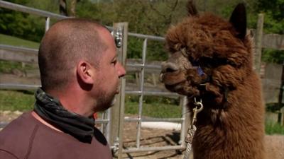 A man with an alpaca