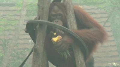 Orangutan